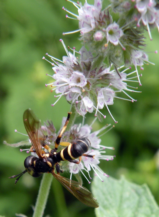 Conops flavipes F (Conopidae)